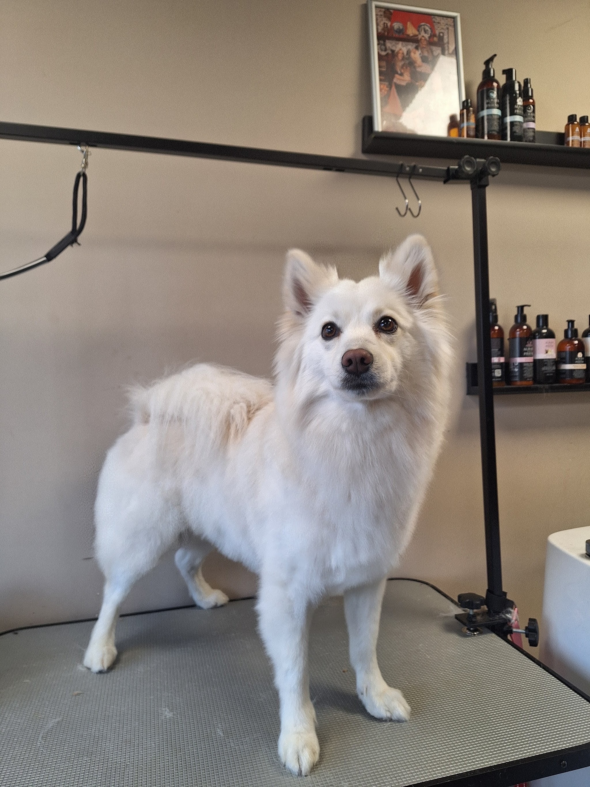 Witte hond op de trimtafel in de salon