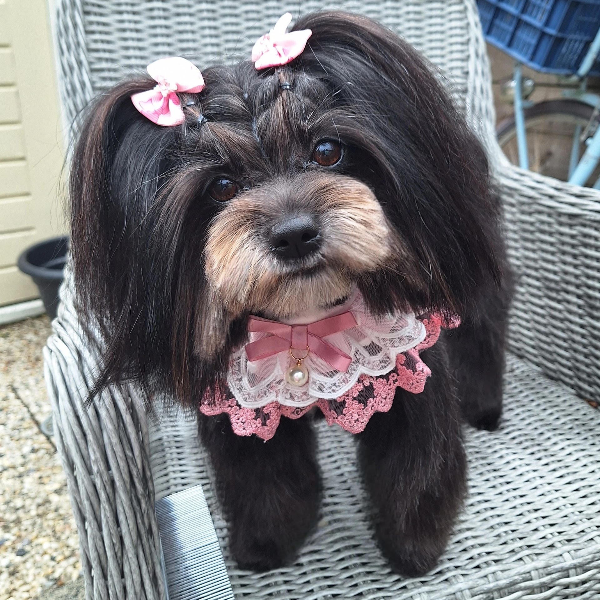 Zwarte langharige hond met roze strikjes en een kanten kraagje