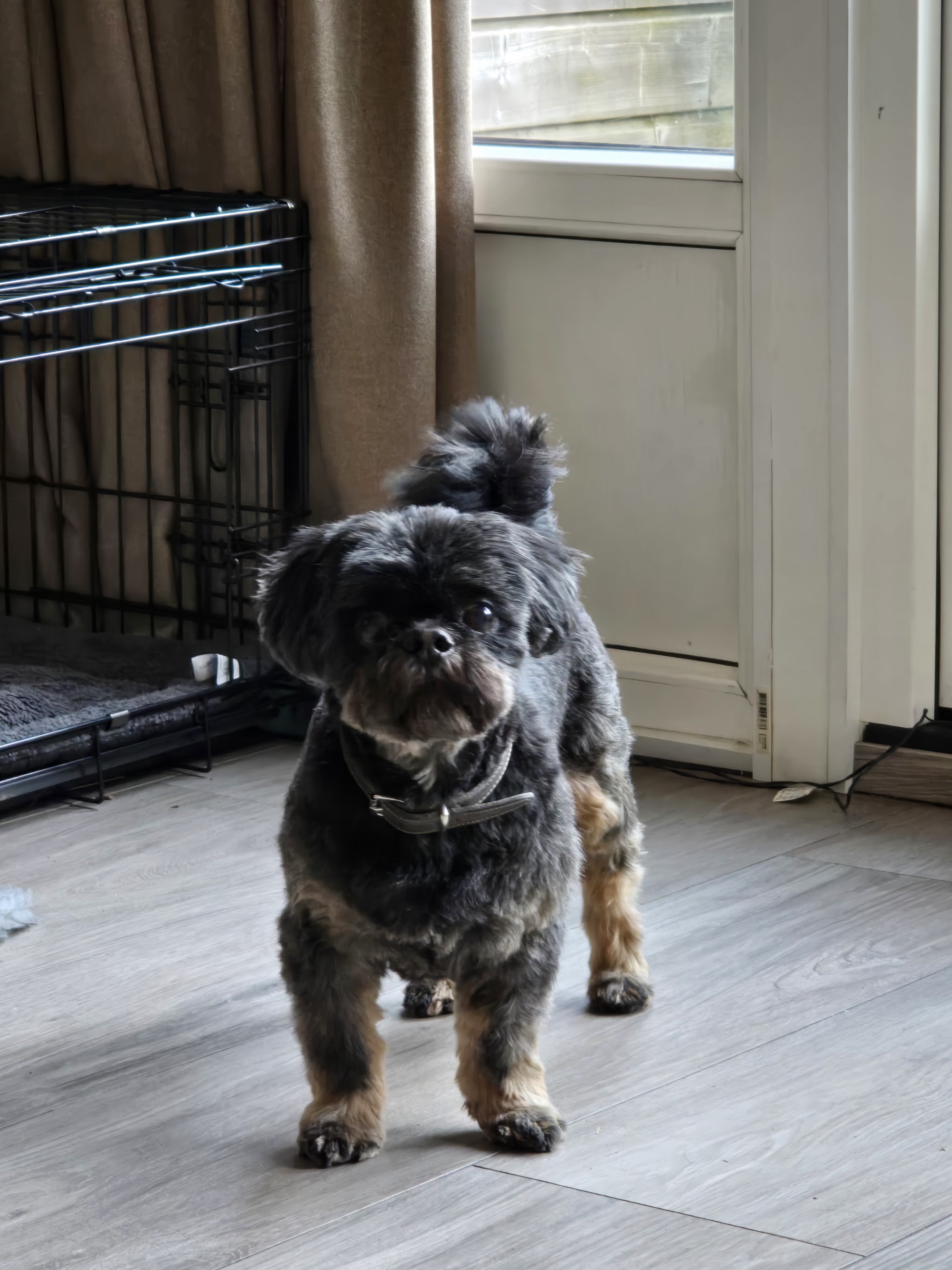 Klein zwart hondje thuis